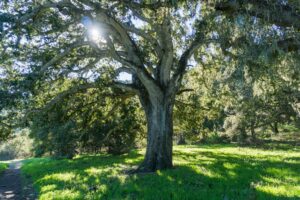 Large oak tree